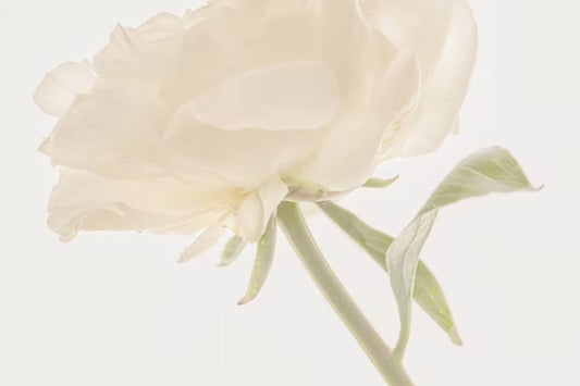 The White Company Summer Sale